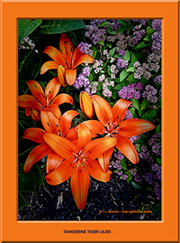 Tangerine Tiger Lilies