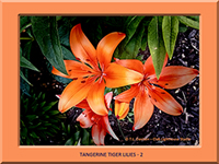 Tangerine Tiger Lilies 2