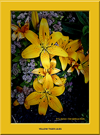 Yellow Tiger Lilies