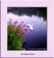the swan couple